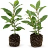 Set of 2 Bay Laurel Live Plants, 4-7 Inch Laurus Nobilis Herb Starters - Image 1