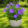 Set of 2 Blue Hibiscus Live Plants - Tropical Flowering Shrub - 4-8 Inch Tall - Image 1