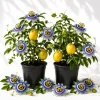 Set of 2 Blue Passiflora Live Plants, Passion Fruit Vine, 4-6 Inch Tall - Image 1