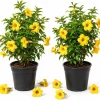 Set of 2 Brown Bud Allamanda Live Plants, 4-6 Inches, Yellow Flowering Tropical Shrub - Image 1