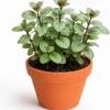 Set of 2 Chocolate Mint Live Plants, 4-7 Inches Tall, Rooted Herb - Image 1
