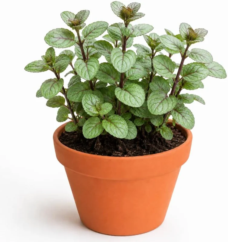 Set of 2 Chocolate Mint Live Plants, 4-7 Inches Tall, Rooted Herb - Image 1