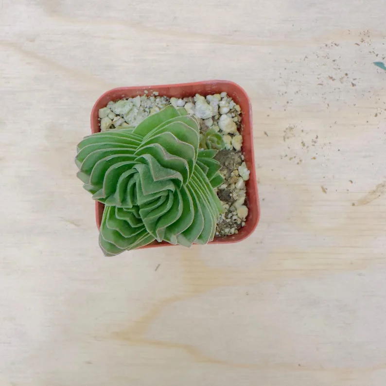 Set of 2 Crassula Buddha's Temple Succulent Live Plants, 3.25in Pot, Indoor - Image 2