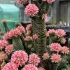 Set of 2 Crassula Buddha's Temple Succulent Live Plants, 3.25in Pot, Indoor - Image 1
