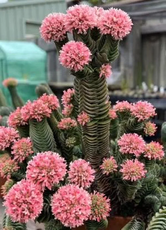 Set of 2 Crassula Buddha's Temple Succulent Live Plants, 3.25in Pot, Indoor - Image 1