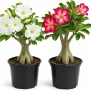 Set of 2 Desert Rose Live Plants, 4-7 Inch Adenium Succulent for Indoors & Outdoors - Image 1