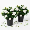 Set of 2 Frostproof Jasmine Live Plants, Fragrant White Flowering Vine, 4-6 Inch Tall - Image 1