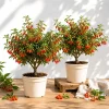 Set of 2 Goji Berry Live Plants for Planting - Red Bush, 4-8 Inch Tall - Image 1