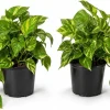 Set of 2 Golden Pothos Live Plants - Potted Indoor Vining Houseplants, 5-8" Tall in 4" Pots - Image 1