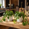 Set of 2 Heartleaf Philodendron Live Plants - Indoor Houseplant, 5-8 Inch Tall, 4 Inch Pot - Image 1