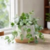 Set of 2 Hoya Krohniana Live Plants – 4-8 Inch Succulent for Indoor Outdoor - Image 1