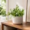 Set of 2 Hoya Lacunosa Mint Live Plants – 4-8 Inch Tall Indoor/Outdoor Succulents - Image 1