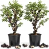 Set of 2 Jaboticaba Live Plant - 1 ft Tall Black Jabuticaba Fruit Tree Starter for Patio, Garden & Indoors - Image 1
