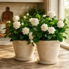 Set of 2 Jasmine Duke of Tuscany Live Plants, Grand Duke Fragrant White Flower Vine, 4-8 Inch Tall - Image 1