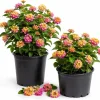 Set of 2 Lantana Live Plants, Pink Yellow, Outdoor Shrub, 4-7 Inches Tall - Image 1