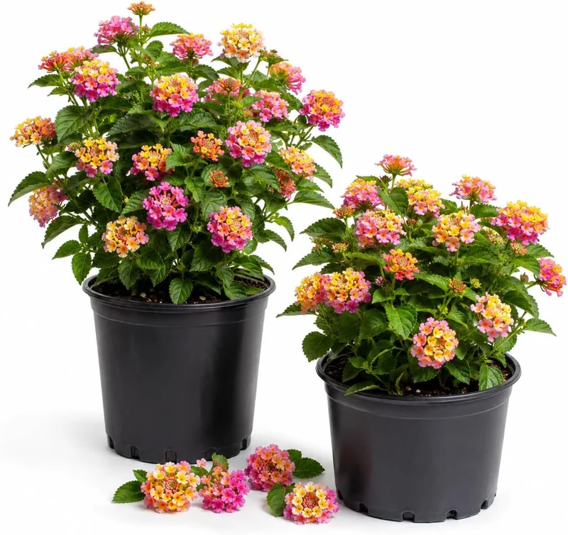 Set of 2 Lantana Live Plants, Pink Yellow, Outdoor Shrub, 4-7 Inches Tall - Image 1