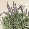 Set of 2 Lavender Live Plants - 3-6" Tall - Fragrant Herb for Garden, Pollinators - Image 1