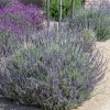 Set of 2 Lavender Live Plants – Fragrant Herb for Garden & Pollinators – 3-6" Tall - Image 1