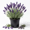 Set of 2 Lavender Plants Live, Blue Purple Herb Starter, 4-6 Inches Tall, Fragrant Shrub for Outdoor Garden & Patio - Image 1