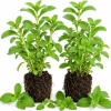 Set of 2 Live Stevia Plants - Well Rooted Herb Starter Plants, 4-6 Inches Tall - Image 1