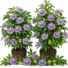 Set of 2 Maypop Passion Flower Plants Live, Passiflora Incarnata Purple Vine 4-6 Inch Tall - Image 1