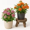 Set of 2 Milkweed Live Plants, Asclepias Tuberosa, 4-7 Inch, Outdoor Perennial - Image 1