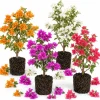 Set of 2 Mixed Bougainvillea Live Plants, 4-7 Inches Tall, Colorful Flowering Vines for Garden & Patio - Image 1
