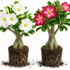 Set of 2 Mixed Desert Rose Live Plants, 4-7 Inch Tall Adenium Succulent - Image 1
