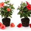 Set of 2 Mixed Hardy Hibiscus Live Plants, 4-7 Inches Tall, Perennial Flowering Shrubs, Outdoor - Image 1