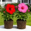 Set of 2 Mixed Hibiscus Live Plants, Hardy Tropical Shrub, 4-8 Inch Tall - Image 1