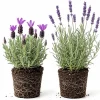 Set of 2 Mixed Lavender Live Plants, 4-8 Inch, Fragrant Herb for Garden & Patio - Image 1