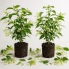 Set of 2 Night Blooming Jasmine Live Plants – 4-6 Inch Tall Fragrant White Flowering Shrubs for Patio, Garden & Containers - Image 1