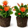 Set of 2 Orange Easter Cactus Live Plants, 4-8 Inch Tall Houseplant - Image 1