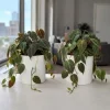 Set of 2 Philodendron Micans Live Plants - Velvet Leaf Houseplants, 5-8" Tall in 4" Pots - Image 1