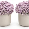 Set of 2 Pink Callisia Repens Live Plants, 5-8 Inches, 4 Inch Pots, Indoor - Image 1