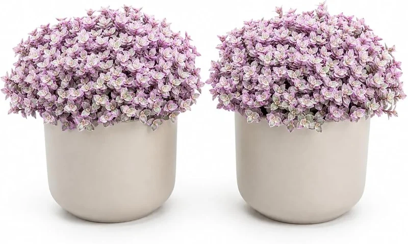 Set of 2 Pink Callisia Repens Live Plants, 5-8 Inches, 4 Inch Pots, Indoor - Image 1