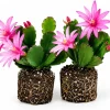 Set of 2 Pink Easter Cactus Live Plants, 4-8 Inch Tall Houseplant - Image 1