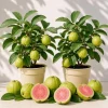 Set of 2 Pink Guava Live Plants for Planting, Sweet Tropical Fruit Tree Seedlings, 6-10 Inch Tall - Image 1