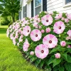 Set of 2 Pink White Hibiscus Live Plants, Tropical Shrub, 4-8 Inch Tall - Image 1
