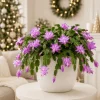 Set of 2 Purple Christmas Cactus Live Plants, Thanksgiving Cactus, 4-8 Inch Tall - Image 1