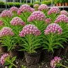 Set of 2 Purple Milkweed Live Plants – Perennial Flower for Garden, 4-8 Inch Tall - Image 1