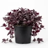 Set of 2 Purple Tradescantia Zebrina Live Plants, 5-8 Inch Tall, 4 Inch Pots, Wandering Jew Indoor Houseplants - Image 1