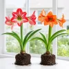 Set of 2 Random Amaryllis Bulbs Live for Planting, Mixed Color, 4-8 Inch Tall, Perennial Flower - Image 1