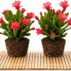 Set of 2 Red Easter Cactus Live Plants, Spring Houseplant, 4-8 Inch Tall - Image 1