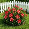 Set of 2 Red Hibiscus Live Plants, Tropical Flowering Shrub, 4-8 Inch Tall - Image 1