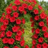 Set of 2 Red Hibiscus Live Plants - Tropical Flowering Shrub, 4-8 Inch Tall, Outdoor - Image 1
