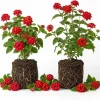 Set of 2 Red Lantana Live Plants, Bicolor Flowering Outdoor Garden Starter, 4-7 Inch Tall - Image 1