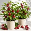 Set of 2 Roselle Hibiscus Live Plants for Planting - 4-8 Inch Tall - Image 1