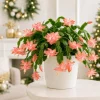 Set of 2 Salmon Christmas Cactus Live Plants, Tropical, 4-8 Inch Tall - Image 1