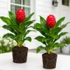 Set of 2 Shampoo Ginger Live Plants, Zingiber Zerumbet, 4-8 Inch Tall, Outdoor - Image 1
